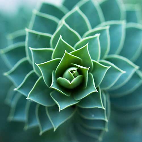 Integrative Counseling